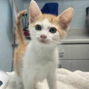 Domestic Short Hair Cats Available for Adoption in Riverside, California - Venus | PetCurious