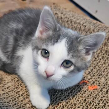 Jamie -  Domestic Short Hair and Tabby Cat for Adoption in East Amherst, New York - Jamie | PetCurious