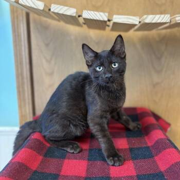 Little Bear -  Domestic Short Hair Cat for Adoption in Fargo, North Dakota - Little Bear | PetCurious