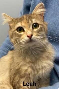 Leah 1660 -  Domestic Long Hair Cat for Adoption in Dallas, Texas - Leah 1660 | PetCurious