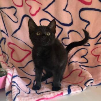 Faucet -  Domestic Short Hair Cat for Adoption in Chicago, Illinois - Faucet | PetCurious