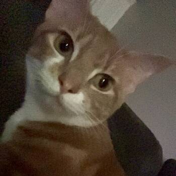 Rescue Domestic Short Hair Cats for Adoption in Fayetteville, Arkansas - Meg | PetCurious