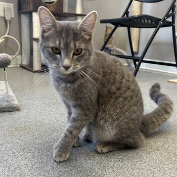 American Shorthair Cats Available for Adoption in Seward, Nebraska - Cinder | PetCurious