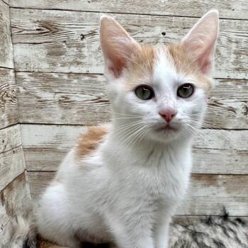 Aspyn -  Domestic Short Hair Cat for Adoption in Lexington, Kentucky - Aspyn | PetCurious