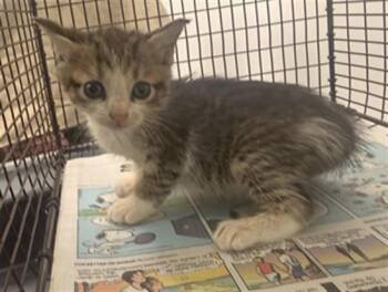 DINO -  Domestic Short Hair Cat for Adoption in Fort Lauderdale, Florida - DINO | PetCurious