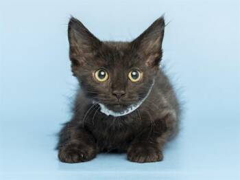 MIATA -  Domestic Short Hair Cat for Adoption in Phoenix, Arizona - MIATA | PetCurious