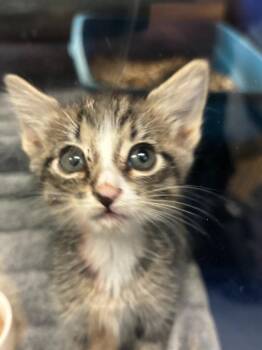 Reina -  Domestic Short Hair Cat for Adoption in Little Elm, Texas - Reina | PetCurious