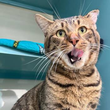 Tofu -  Domestic Short Hair Cat for Adoption in Sunrise, Florida - Tofu | PetCurious