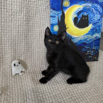 Binx -  Bombay Cat for Adoption in Coral Gables, Florida - Binx | PetCurious