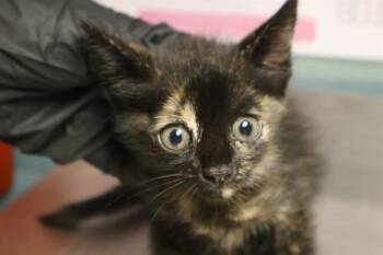 MINNIE -  Domestic Short Hair Cat for Adoption in Columbia, South Carolina - MINNIE | PetCurious