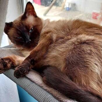 Siamese Cats Available for Adoption - Sammie | PetCurious