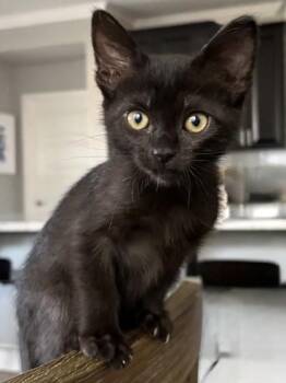 Bianca -  Domestic Short Hair Cat for Adoption in Roseville, California - Bianca | PetCurious