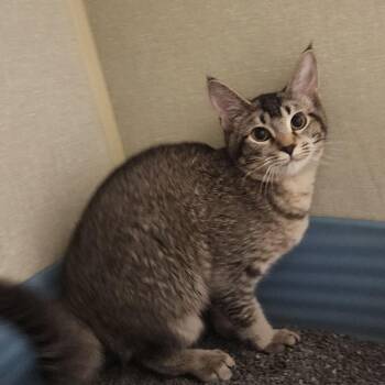 Domestic Short Hair Cats Available for Adoption - Sugar | PetCurious