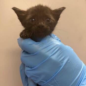 Panasonic -  Domestic Medium Hair Cat for Adoption in Columbiana, Alabama - Panasonic | PetCurious