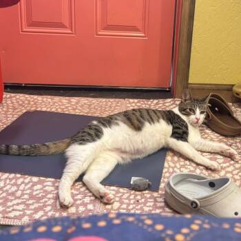 Domestic Short Hair Cats Available for Adoption in Charlottesville, Virginia - Cleffa | PetCurious