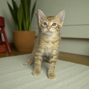 Rescue Domestic Short Hair and Tabby Cats for Adoption in San Diego, California - Suho Meso | PetCurious