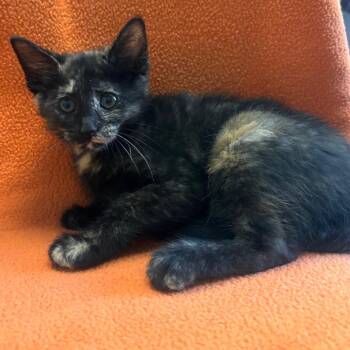 Domestic Short Hair Cats Available for Adoption in Belleville, Illinois - Molly | PetCurious