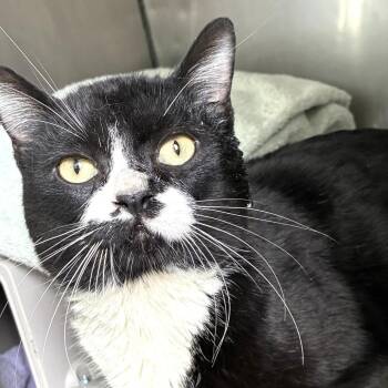 Domestic Short Hair Cats Available for Adoption in Skokie, Illinois - Jordan | PetCurious