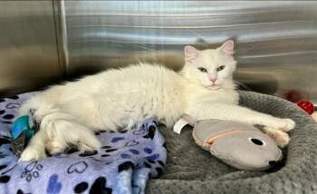 Domestic Medium Hair Cats Available for Adoption in Kalamazoo, Michigan - SEASHELL | PetCurious