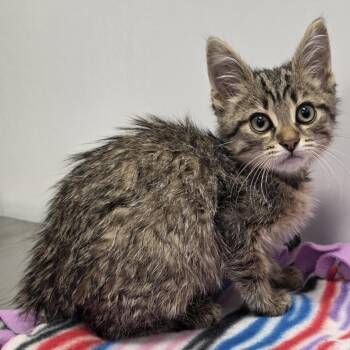 Domestic Short Hair Cats Available for Adoption in Fort Wayne, Indiana - Lucas | PetCurious