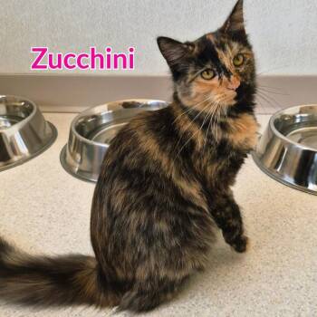 Zucchini -  Domestic Long Hair Cat for Adoption in North Saint Paul, Minnesota - Zucchini | PetCurious