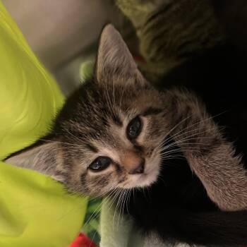 Domestic Short Hair Cats Available for Adoption in Lynchburg, Virginia - Pebbles | PetCurious