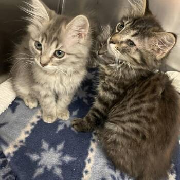 Evangeline -  Domestic Long Hair Cat for Adoption in Pittsburgh, Pennsylvania - Evangeline | PetCurious