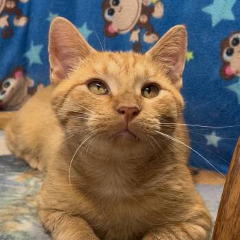 Felix -  Domestic Short Hair Cat for Adoption in Solon, Iowa - Felix | PetCurious