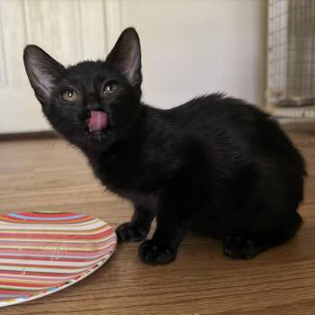 Jinx (manx) 2026-308 -  Manx Cat for Adoption in Winder, Georgia - Jinx (manx) 2026-308 | PetCurious