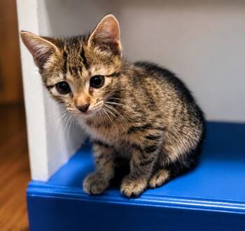 Lavender -  Domestic Short Hair Cat for Adoption in El Dorado, Arkansas - Lavender | PetCurious