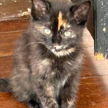 Blaze -  Domestic Medium Hair Cat for Adoption in Webster, Texas - Blaze | PetCurious