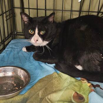Troy -  Domestic Short Hair Cat for Adoption in Oneonta, New York - Troy | PetCurious
