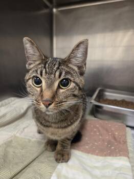 LADY BIRD -  Domestic Short Hair Cat for Adoption in Hagerstown, Maryland - LADY BIRD | PetCurious