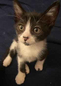 Rescue Domestic Medium Hair Cats for Adoption in Villa Park, California - Cadbury | PetCurious