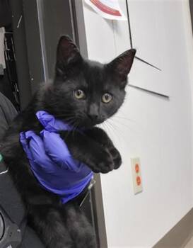 SHADOW -  Domestic Short Hair Cat for Adoption in Burbank, California - SHADOW | PetCurious