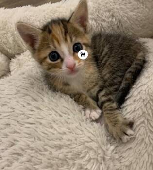Honeybun - Snack Pack -  Tabby Cat for Adoption in Anthem, Arizona - Honeybun - Snack Pack | PetCurious