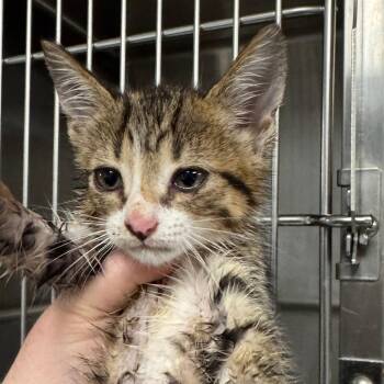 Dip Dog -  Domestic Short Hair Cat for Adoption in Marion, Virginia - Dip Dog | PetCurious