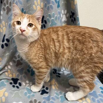 Rescue Domestic Short Hair Cats for Adoption in Fairmont, Minnesota - Hercules | PetCurious