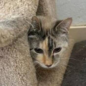 Ruby -  Domestic Short Hair Cat Available for Adoption in New Fairfield, Connecticut - Ruby | PetCurious