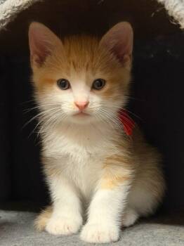 Buzz -  Domestic Short Hair Cat for Adoption in Terrell, Texas - Buzz | PetCurious