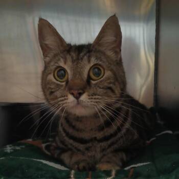 Domestic Short Hair Cats Available for Adoption in Valley, Alabama - Lianna | PetCurious
