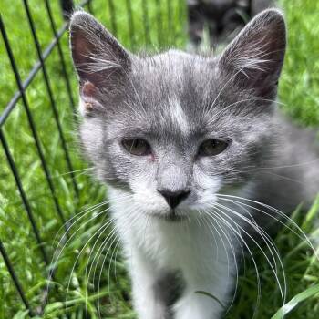 Share Bear -  Domestic Short Hair Cat for Adoption in Wheeling, Illinois - Share Bear | PetCurious
