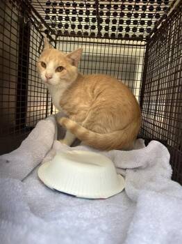 Box Office -  Domestic Short Hair Cat for Adoption in Austin, Texas - Box Office | PetCurious
