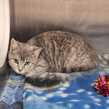 Domestic Short Hair Cats Available for Adoption - Macie | PetCurious