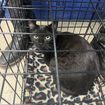 Domestic Short Hair Cats Available for Adoption in Columbus, North Carolina - Toby | PetCurious