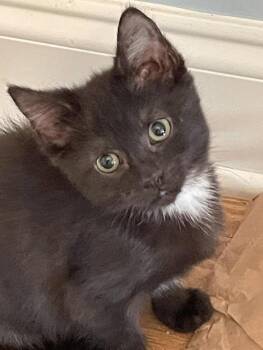 Rescue Domestic Short Hair Cats for Adoption in Concord, North Carolina - Tambi | PetCurious