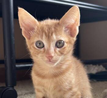 Footloose -  Domestic Short Hair Cat for Adoption in Fort Collins, Colorado - Footloose | PetCurious