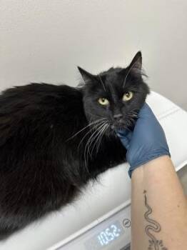 Boots -  Domestic Long Hair Cat for Adoption in Sacramento, California - Boots | PetCurious