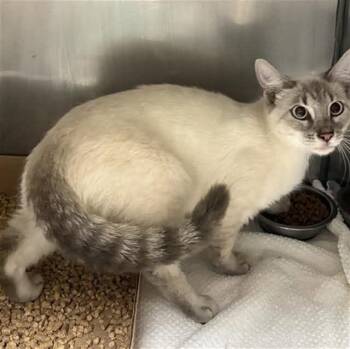 FROST -  Domestic Short Hair and Siamese Cat for Adoption in Holbrook, New York - FROST | PetCurious