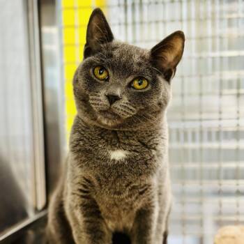 Domestic Short Hair Cats Available for Adoption in Jackson Township, New Jersey - Chickadee  | PetCurious